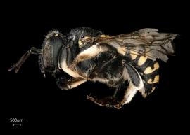   Anthidium banningense nbsp;female lateral habitus, photo: Tevan Brady 
